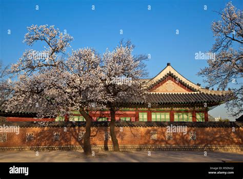 Gyeongbokgung palace cherry blossom hi-res stock photography and images ...