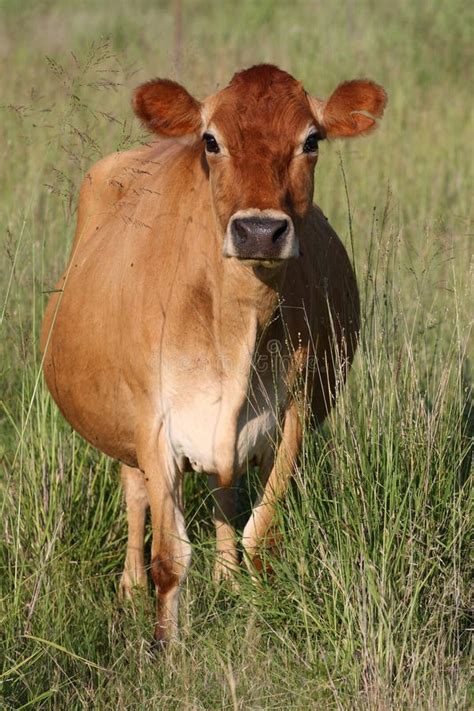 Portrait of Jersey cow stock photo. Image of industry - 35855444