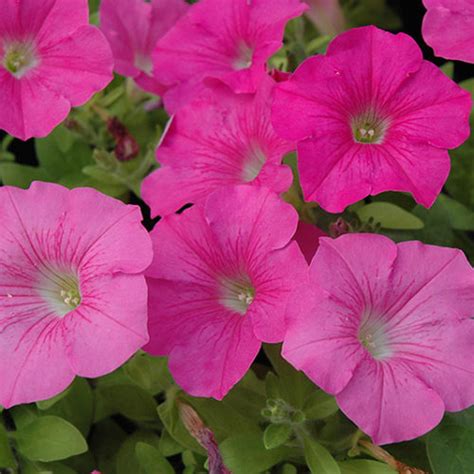 Wave Pink Petunia - Buchanan's Native Plants