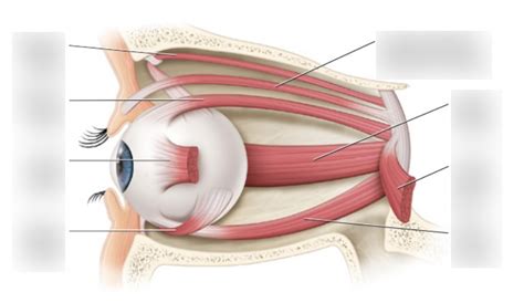 Extrinsic eye muscles Diagram | Quizlet