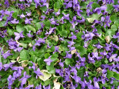 Wild Violet: Pictures, Flowers, Leaves & Identification | Viola odorata