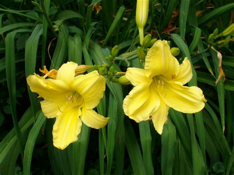 Susan's Blog: Daylilies