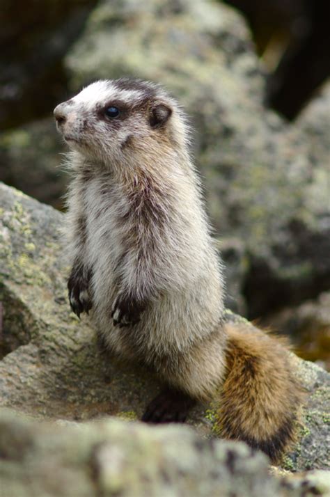 Baby Marmot Lookout by HerrHaller on DeviantArt