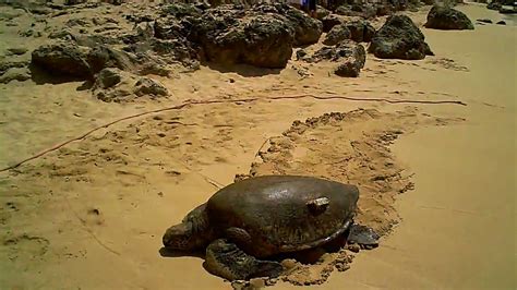 Sea Turtles at Turtle Beach - Laniakea, Oahu - YouTube