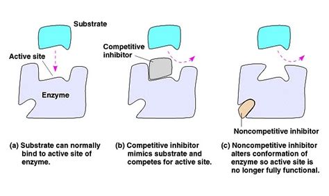 [Solved] What is enzyme inhibitions? Describe reversible and irreversible... | Course Hero