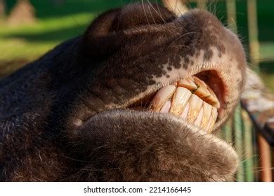 Funny Donkey Laughing Camera Donkey Teeth Stock Photo 2214166445 ...