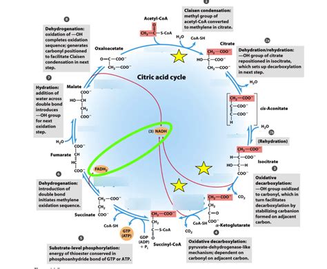 Biochemistry: Chapter 16 - The Citric Acid Cycle (IV) Diagram | Quizlet