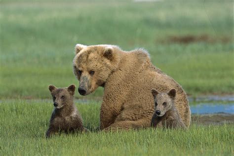 Grizzly Bear Mother And Cubs Katmai Photograph by Suzi Eszterhas - Fine ...