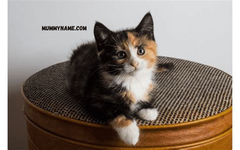 230+ Best Calico Cats Names For Your Cats In 2024 - Mummy Name