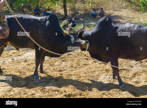 Fighting cow attacks on battle field, Traditional cow fighting Stock ...