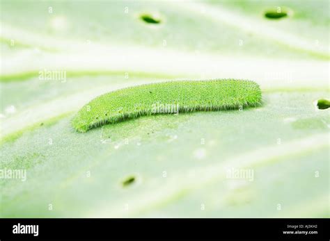 Common Cabbage Moth Caterpillar Macro Stock Photo - Alamy