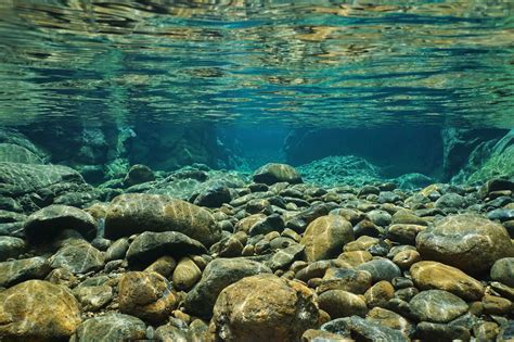 11 Fascinating Facts About Freshwater Ecosystem - Facts.net