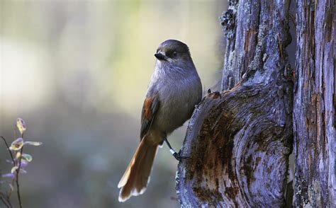 Finland Birdwatching Guide - Birdwatching in Finland | Discovering Finland