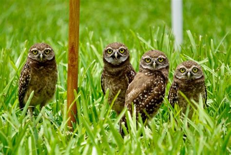 Burrowing owls in South Florida – Florida2Love