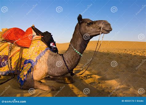 Camel in Thar desert stock image. Image of transportation - 4555173