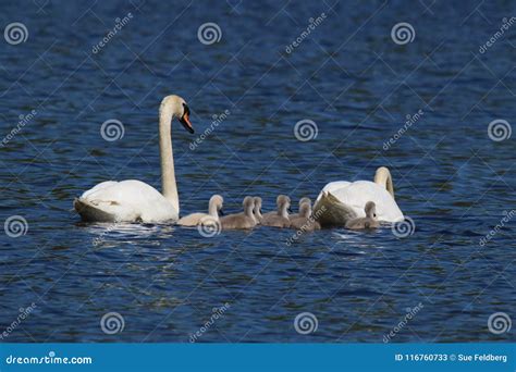 Mute Swan Family group stock image. Image of family - 116760733