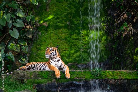 Bengal tiger resting Near the waterfall with green moss from inside the ...