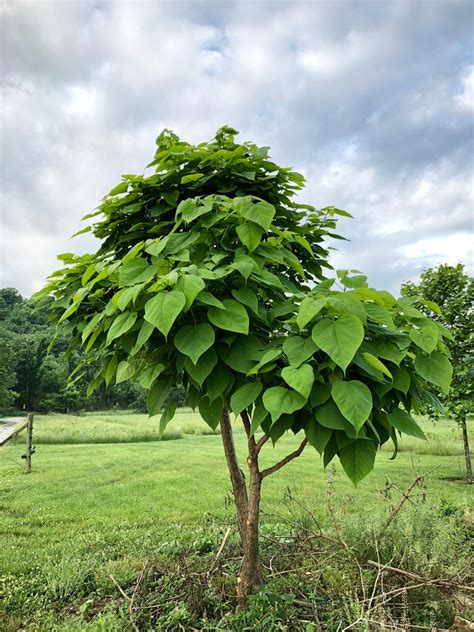 Northern catalpa tree Arkansas Black Apple, Hamilton County, Live Tree ...