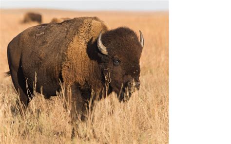 Tallgrass Prairie National Preserve