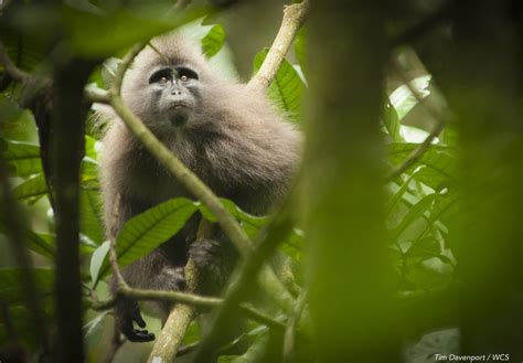 Kipunji monkeys: Newly discovered, newly endangered | CNN