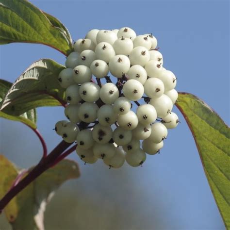 Cornus sericea - white dogwood berries | Dogwood berries, Berries, Dogwood