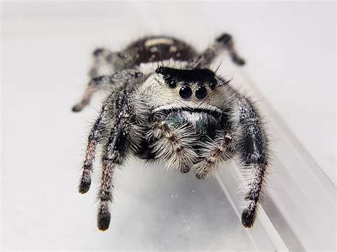 Apalachicola Regal Jumping Spider (Phidippus regius) - Available Jumping Spiders - Jumping ...