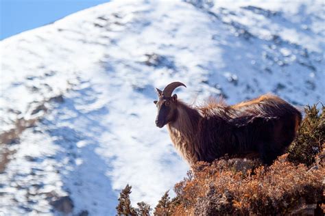 Wildlife in the Mount Everest Region | HoneyGuide