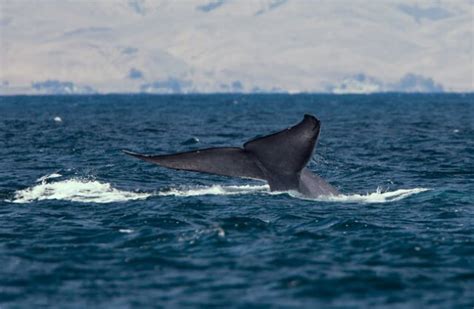 Blue Whale - Description, Habitat, Image, Diet, and Interesting Facts