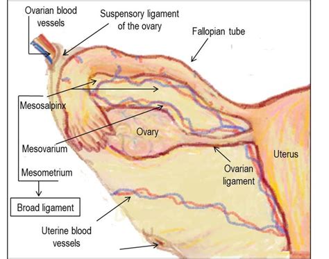 Drawing of the fallopian tube anatomy (ligaments and blood supply).... | Download Scientific Diagram