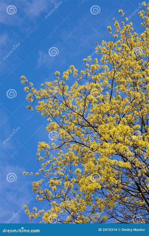 Spring maple stock photo. Image of photosynthesis, yellow - 2415314