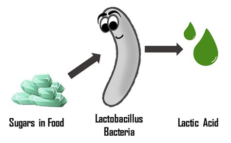 Alcoholic and Lactic Acid Fermentation in Food – A Primer