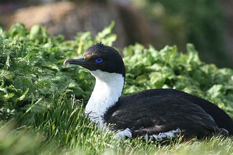 27 Wild Animals in Uruguay [Wildlife in Uruguay] - Kevmrc