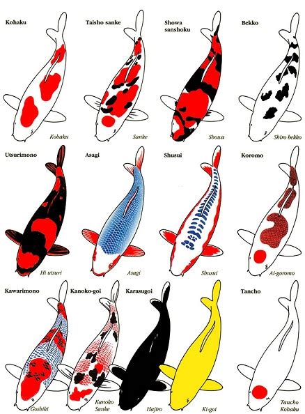 koifish-carp.blogspot.com: Varieties of Koi