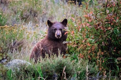 Photo Gallery of the day – Wildlife in and around Estes Park. – Estes Park Trail-Gazette