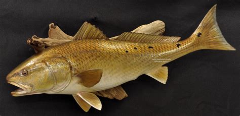 Redfish Fiberglass Fish Replicas & Reproductions