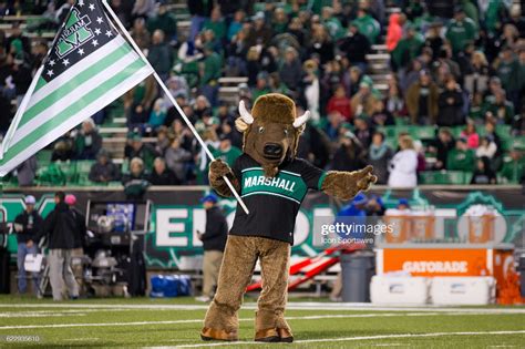 The Marshall Thundering Herd mascot Marco the Bison on the field...