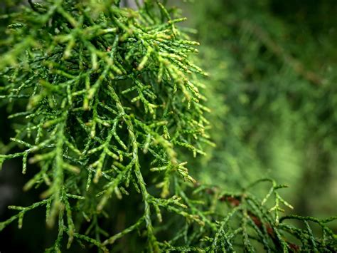 Huon Pine Walk - Great Short Walk | Nature and wildlife | Discover Tasmania