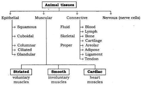 Flowchart of Animal Tissue - Science - Tissues - 11744499 | Meritnation.com