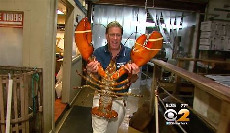 This 132-Year-Old Lobster Was Released into the Wild After 20 Years in a Restaurant's Tank | The ...