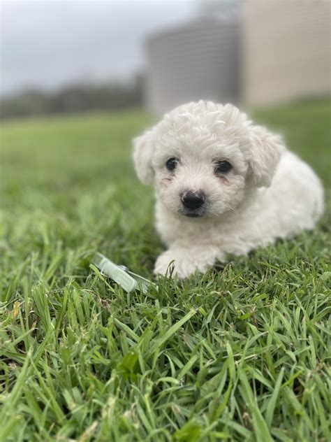 Bichon Frise - Miriam Vale - PetsForHomes