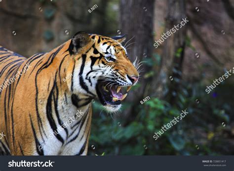 1,871 White Tiger Side View Images, Stock Photos & Vectors | Shutterstock