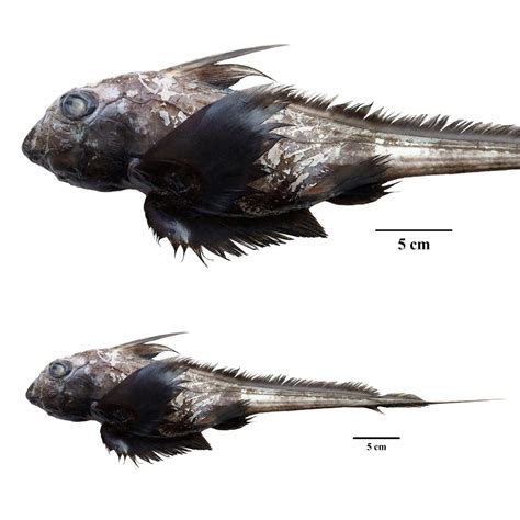 Species New to Science: [Ichthyology • 2024] Chimaera supapae (Holocephali: Chimaeriformes ...