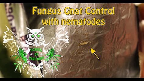 Fungus Gnat Control with nematodes | How to get rid of fungus gnats | Nematodes for fungus gnats ...