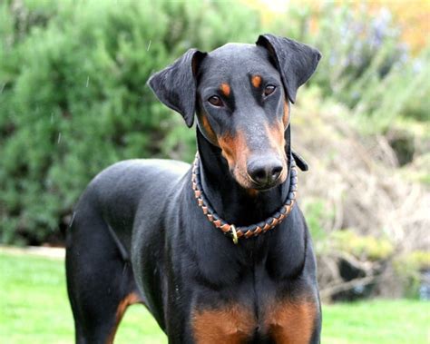 Doberman Symbolism, Doberman Meaning, Doberman Totem, Doberman Dream ...