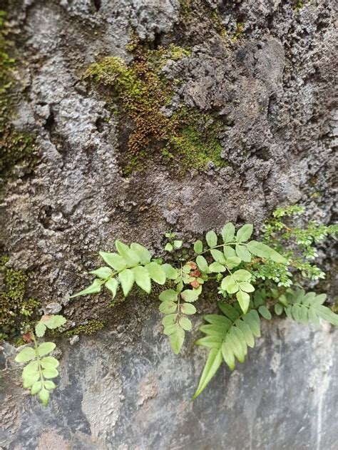 Pellaea Viridis, the green Cliff Brake, is a Fern Indigenous To Africa ...