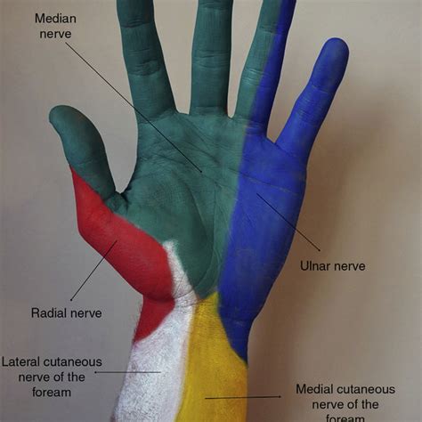 Peripheral Nerve Blocks At The Wrist A Median Nerve Block B Ulnar | Images and Photos finder