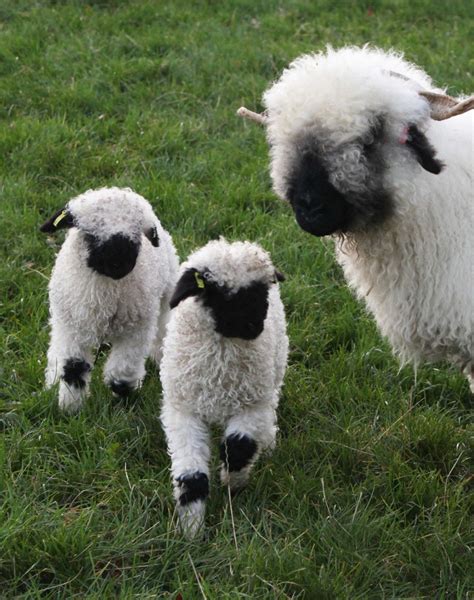 Northumberland farmer welcomes unseasonal arrivals as 'worlds cutest lambs' are born | Cute baby ...