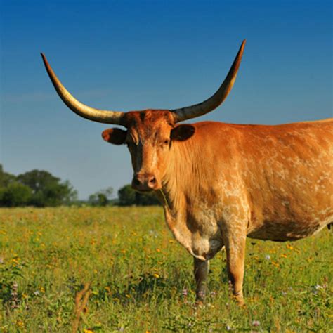 Does Longhorn Cows Have Horns - All About Cow Photos