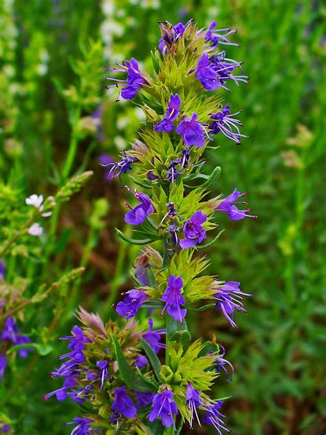 Hyssop | Definition, Uses, In the Bible, Smell, & Facts | Britannica