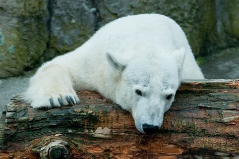 Sad polar bear is sad | My home - melted. :( | By: chimerasaurus | Flickr - Photo Sharing!